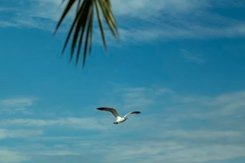 Bird in the sky Stock Photos