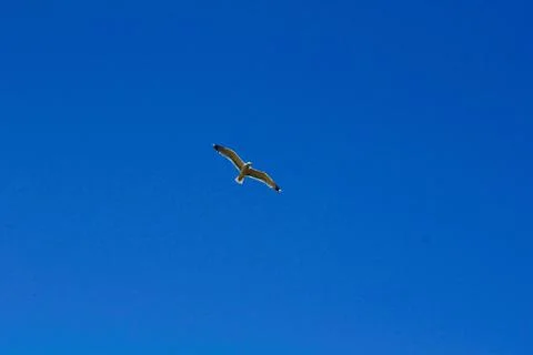 The bird in the sky Stock Photos
