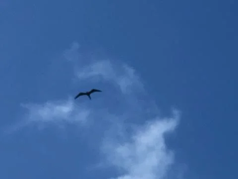 Bird in the sky 스톡 사진