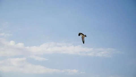 Bird in the sky Foto stock