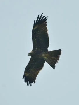 Bird in  sky Stock Photos