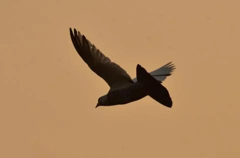 Bird in sky Foto stock