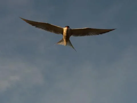 Bird in the sky Stock Photos