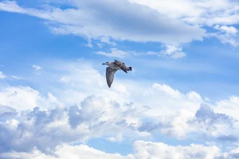 Bird in the sky Stock Photos