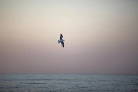 Bird in the sky Stock Photos