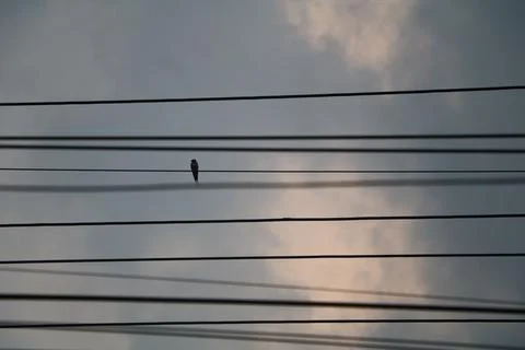 Bird in the Sky Stock Photos