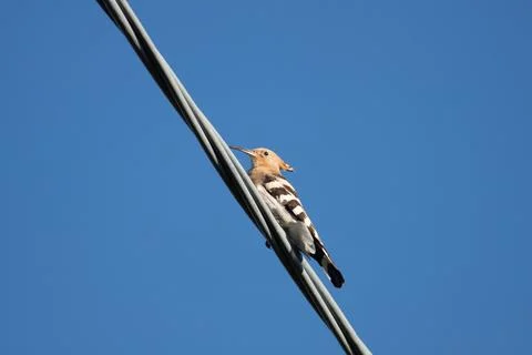 Bird in the sky Stock Photos
