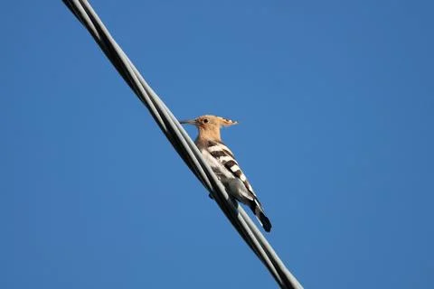 Bird in the sky Stock Photos