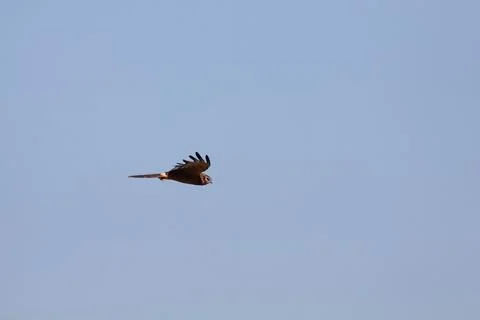Bird in the sky Stock Photos