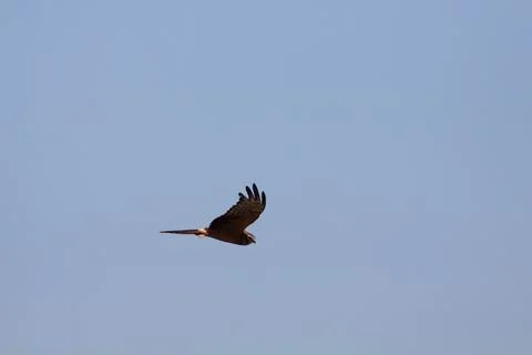 Bird in the sky Stock Photos