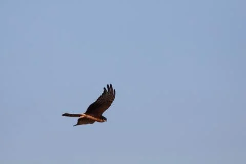 Bird in the sky Stock Photos