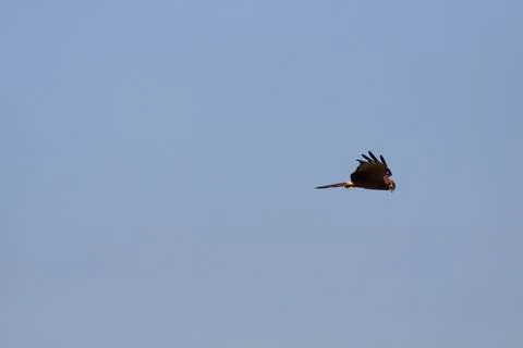 Bird in the sky Stock Photos