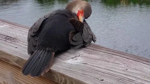 Bird sleep on the Deck Stock Footage 260124835