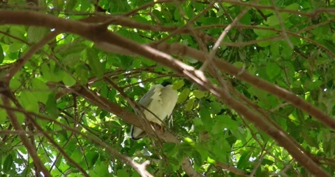 Bird sleep on the tree Stock Footage 158882019