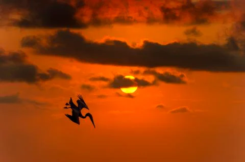 Bird Slhouette Flying Sunset Stock Photos