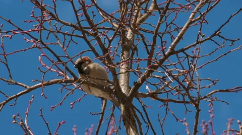 Bird slow motion Video stock 49040050