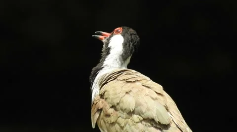 Bird in slow motion Stock Footage 52264738