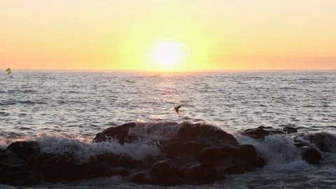 Bird in slow motion taking off from rock in ocean at sunset as wave splashes. Stock Footage 115756803
