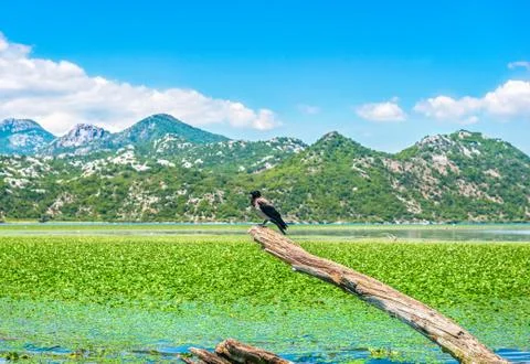 Bird on a snag Stock Photos