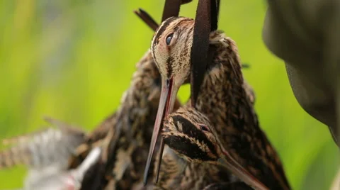 Bird, snipe Hunting trophy Vídeos de archivo 66685823