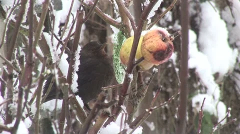 Bird in the snow Stock Footage 3925629