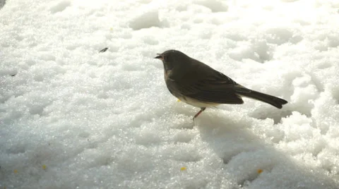 Bird in the Snow Stock Footage 34269138