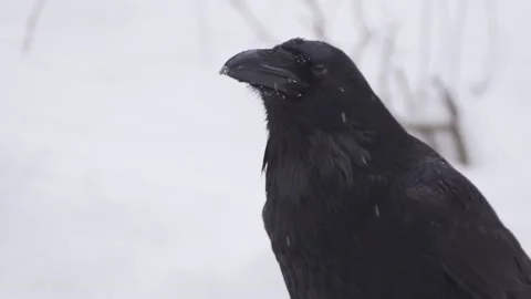 A bird in the snow looks at the camera. Video stock 146503541