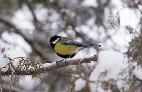 A bird in the snow Stock Photos