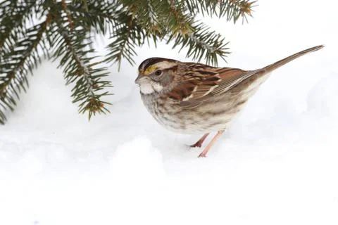 Bird in snow Stock Photos