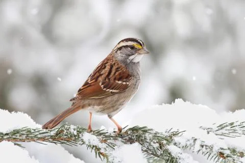 Bird in snow Stock Photos