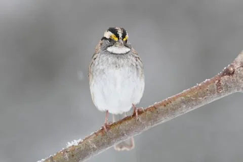 Bird in snow Stock Photos