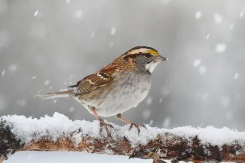 Bird in snow Stock Photos