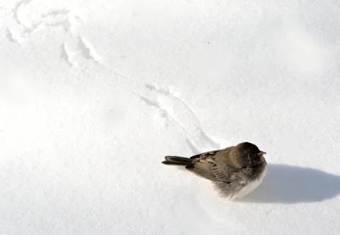 Bird on snow Stock Photos