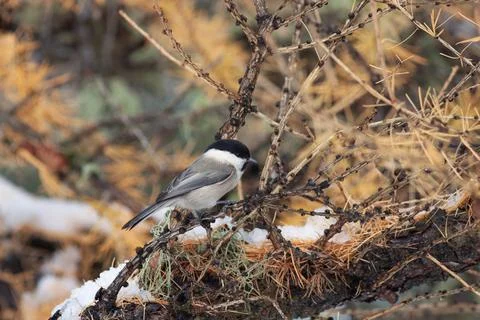 Bird in the snow Stock Photos