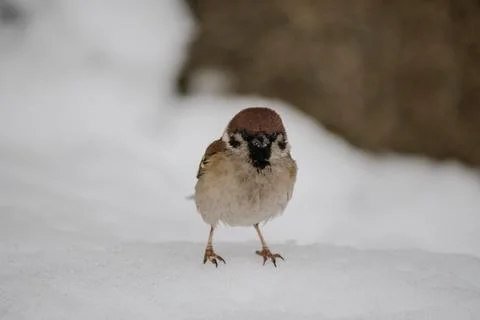 Bird in the snow Foto stock
