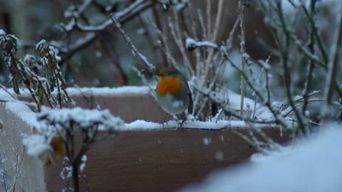 Bird in the snow in slow motion Stock Footage 253618343