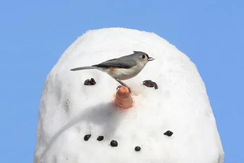 Bird on a snowman Stock Photos