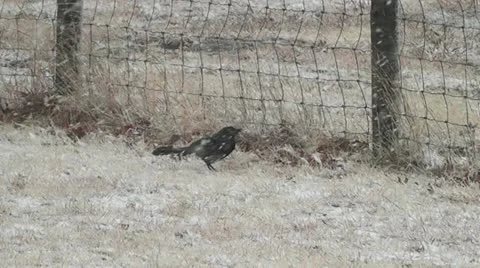 Bird in Snowstorm I Stock Footage 21231079