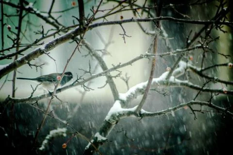 Bird in a Snowstorm Stock Photos