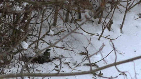 Bird on the snowy floor - winter branches in background Stock Footage 148718291