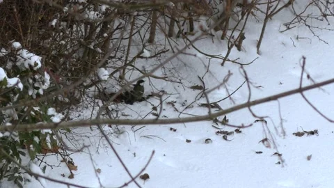 Bird on the snowy floor - winter branches in background Stock Footage 148718487