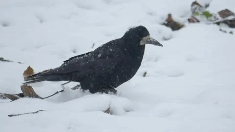 A Bird in a Snowy Landscape A True Representation of Natures Resilience and Stock Footage 306062884