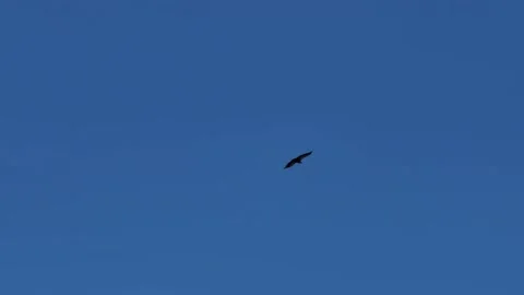 Bird soaring across a clear blue sky, demonstrating freedom and flight Stock Footage 346587673