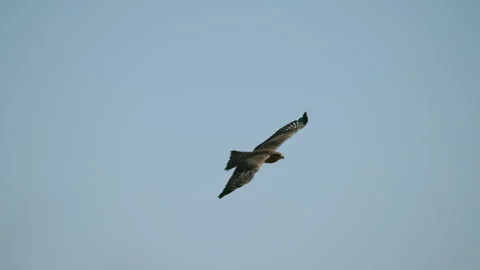 Bird Soaring In The Blue Sky And Then Flapping Its Wings In Slow Motion, Wide Stock Footage 307708689