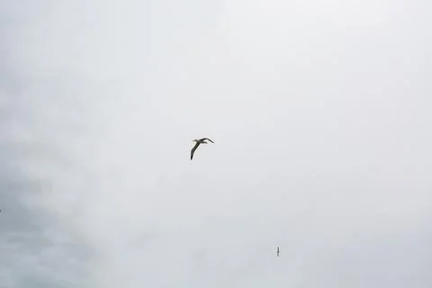 Bird Soaring in a Cloudy Sky Foto stock