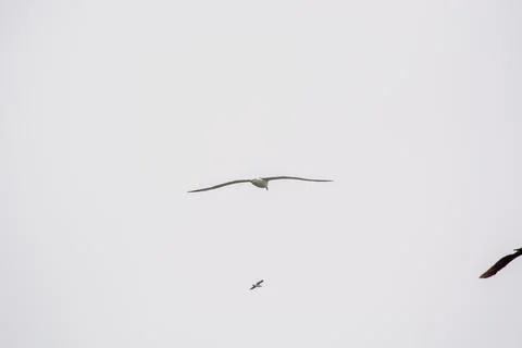 Bird Soaring in a Cloudy Sky Stock Photos