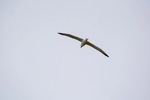 Bird Soaring in a Cloudy Sky Stock Photos