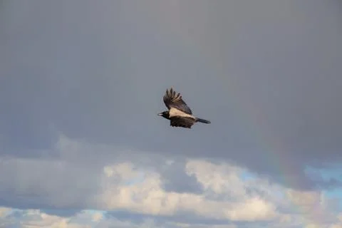 Bird soaring gracefully in a cloudy sky with a rainbow Stock Photos