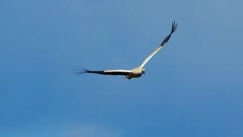 A bird soaring high in the blue sky Stock Footage 297372976