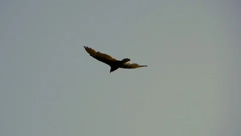 Bird Soaring High in Sky, Beautiful Sky Soar Fly Silhouette Background Stock Footage 88887033